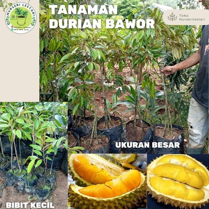

Terlaris Tanaman Buah Bibit Durian Bawor Asli Super