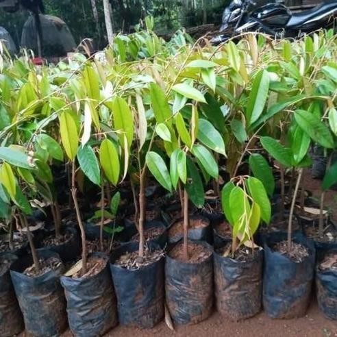 

Terlaris Bibit Buah Durian Musangking Raja Durian Okulasi