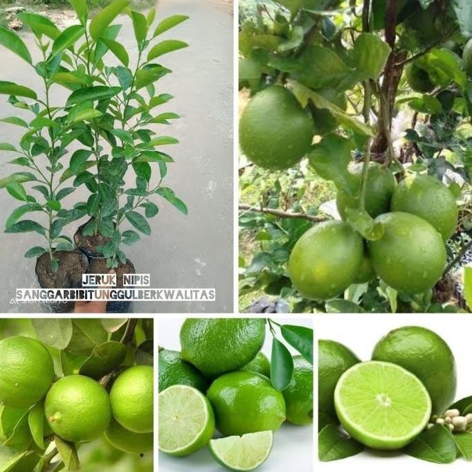 

Terlaris Terlaris Bibit Tanaman Buah Jeruk Nipis/Jeruk Peras. Supeerr