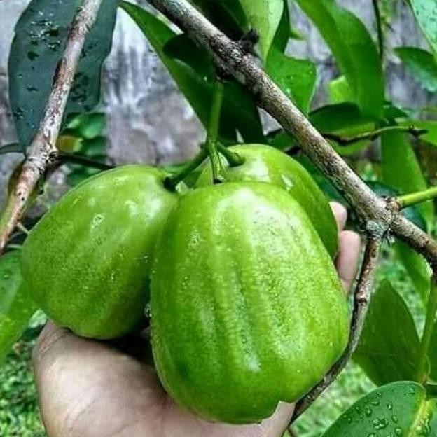 

Terlaris Bibit Jambu Air Kiojok Super Unggul