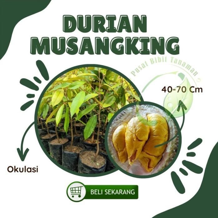 

Terlaris Bibit Tanaman Buah Durian Musangking