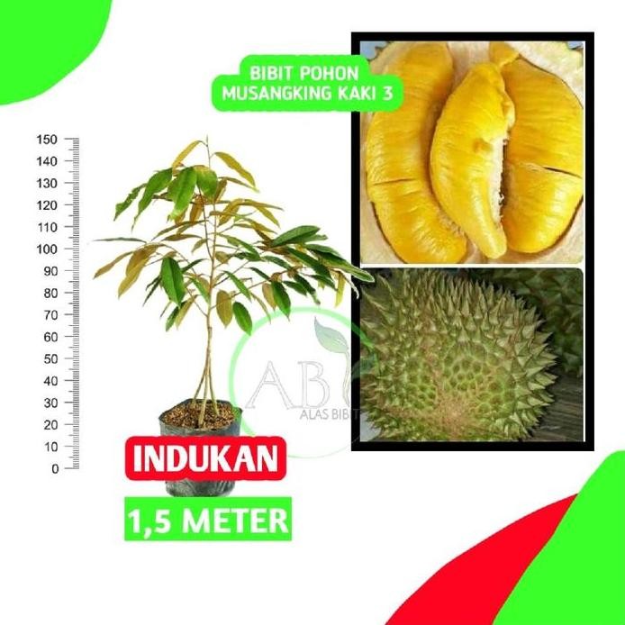 

Terlaris Artificial Bibit Durian Musangking Kaki 3 1.5Meter (Indukan)