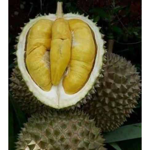 

Terlaris Bibit Durian Musangking Kaki Tiga Super Harga Murah Cepat Berbuah