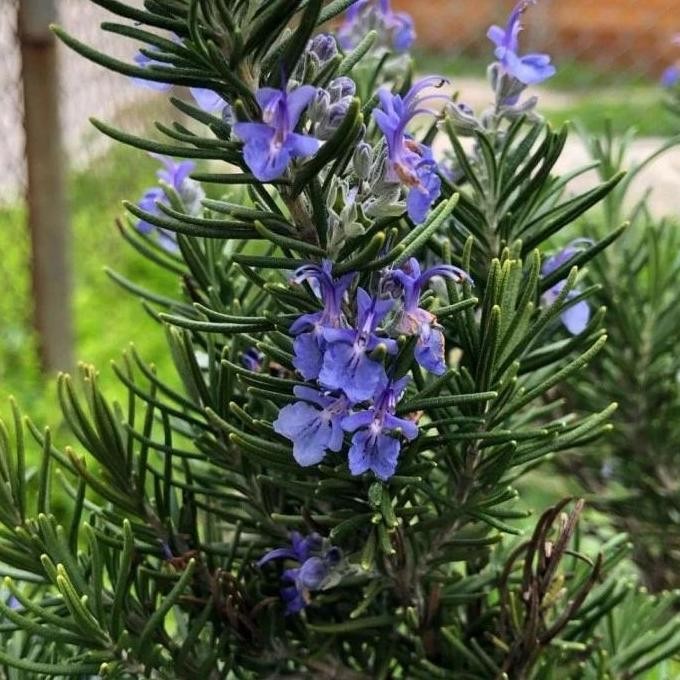 

Terlaris Bibit Tanaman Bunga Herbal Rosemary
