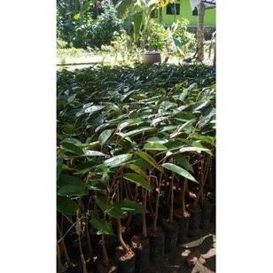 

Terlaris Bibit Baby Tanaman Buah Durian Duri Hitam Ochee