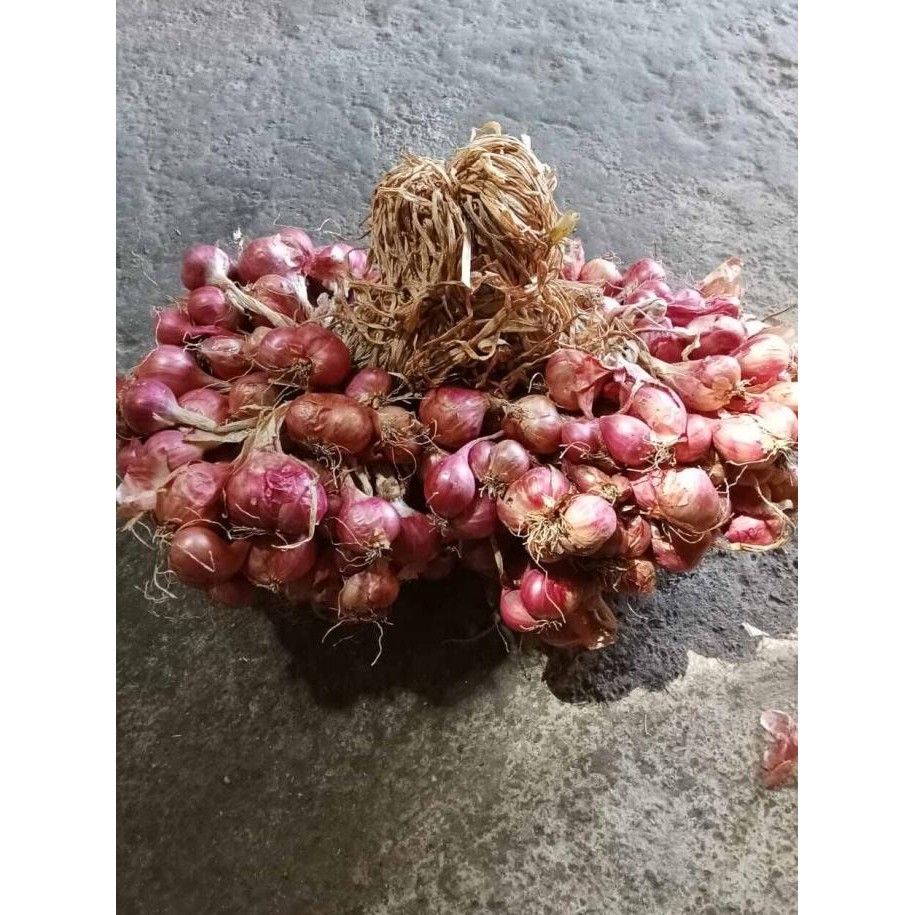 

Terlaris Cuci Gudang Bibit Bawang Merah Lokal Nganjuk