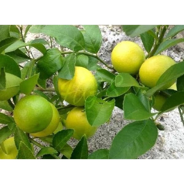

Terlaris Ori Bibit Tanaman Buah Jeruk Nipis Jumbo A+ Mmy