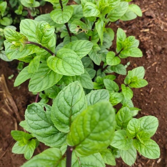 

Terlaris Bibit Tanaman Coklat Mint/Daun Herbal