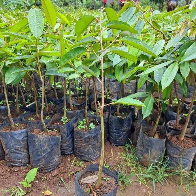 

Terlaris Promoa 2 Bibit Durian Super Tembaga