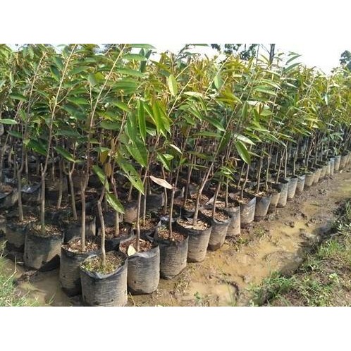 

Terlaris Bibit Tanaman Buah Durian Musangking Super Okulasi