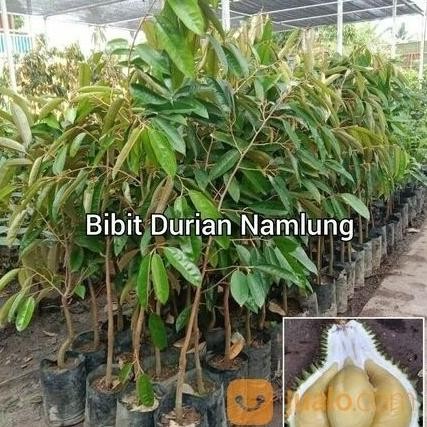 

Terlaris Bibit Durian Namlung Tinggi 1 Meter Up Cepat Berbuah | Durian Genjah