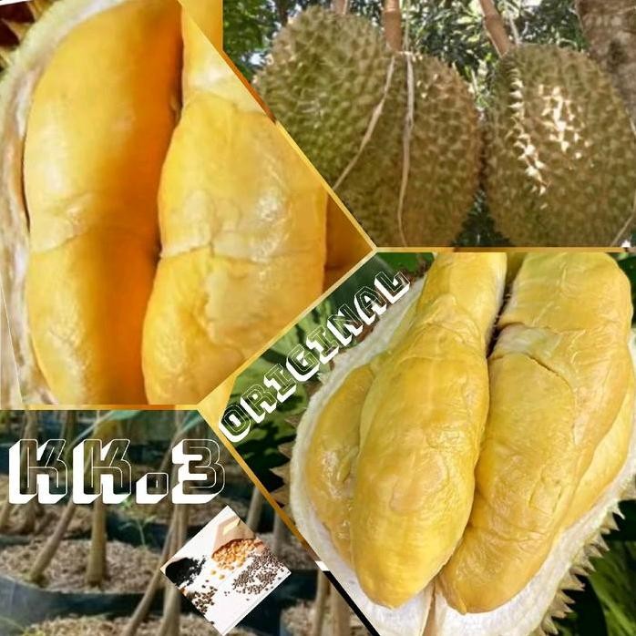 

Terlaris Bibit Durian Musangking Kk.3 Original