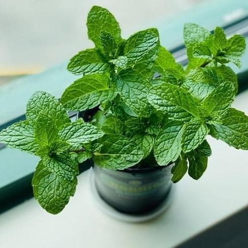 

Terlaris Bibit Tanaman Daun Mint Berkualitas