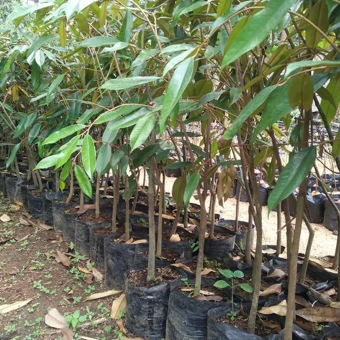 

Terlaris Tanaman Bibit Buah Durian Montong Merah 80Cm