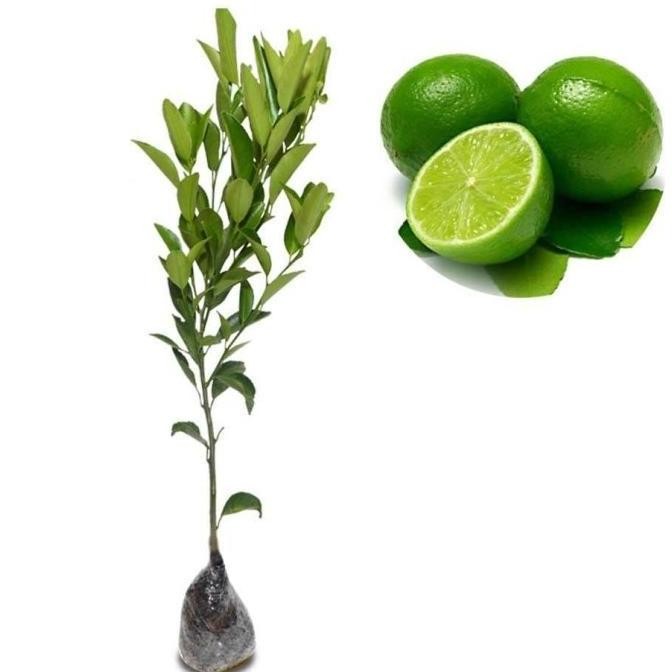 

Terlaris Bibit Tanaman Jeruk Nipis Bbbb