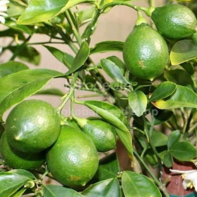 

Terlaris Bibit Tanaman Jeruk Nipis Super Bbbb