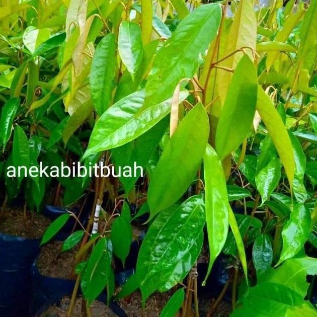 

Terlaris Bibit Durian Kaki Tiga Super Murah (Terlaris)