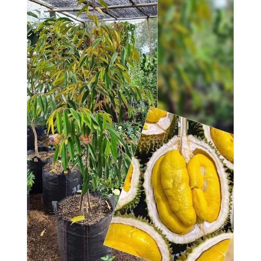 

Terlaris Bibit Durian Bawor Okulasi Unggul