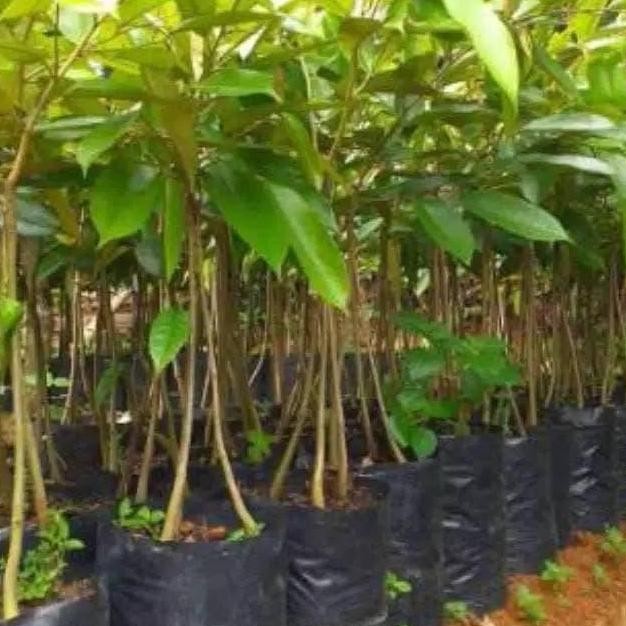 

Terlaris Bibit Durian Duri Hitam/Oche Kaki 3 Bonus 1 Bibit Anggur