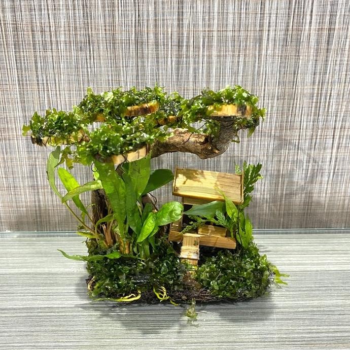 

Terlaris Tanaman Aquascape Moss Bonsai Villa Hiasan Aquarium Aquascape Tbk