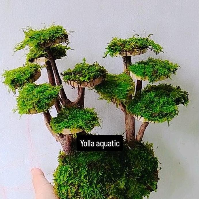 Terlaris Miniatur Hiasan Pohon Bonsai Aquarium