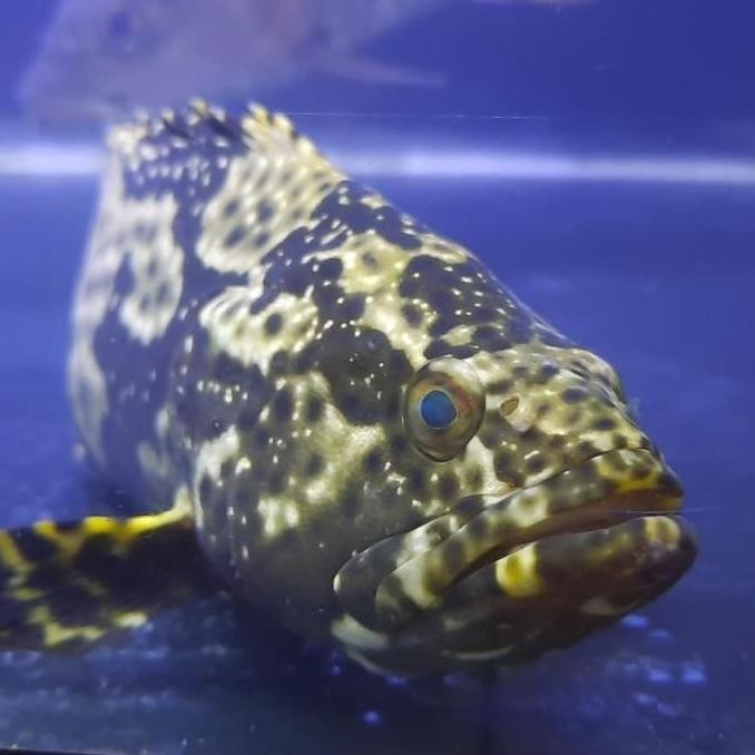 Terlaris Hiasan Aquarium Ikan Kerapu Air Tawar Freshwater Goodmarking High Qual