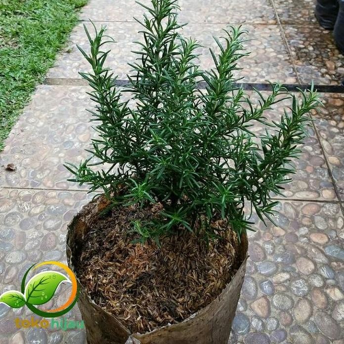 

Terlaris Bibit Pohon Rosemary/Tanaman Rosemery-Rosmary