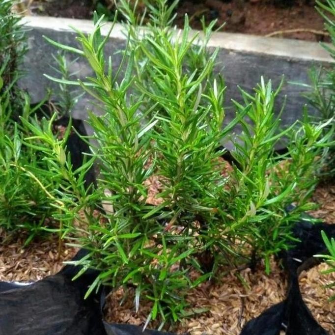

Terlaris Bibit Tanaman Rosemary Herbal Kuliatas Premium