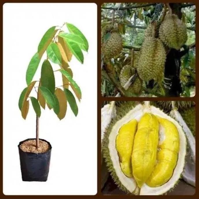 

Terlaris Bibit Durian Montong Super Unggul