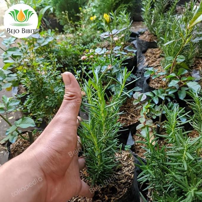 

Terlaris Bibit Tanaman Rosemary Herbal,Pohon Rosemary