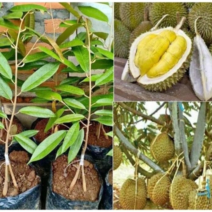 

Terlaris Bibit Durian Musang King Kaki 3 (Hasil Okulasi)