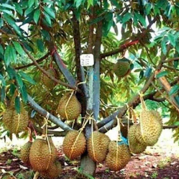 

Terlaris Bibit Durian Montong Hasil Okulasi