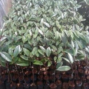 

Terlaris ( 3 Pcs) Bibit Tanaman Buah Durian Duri Hitam (Ochee)/Baby Duri Hitam