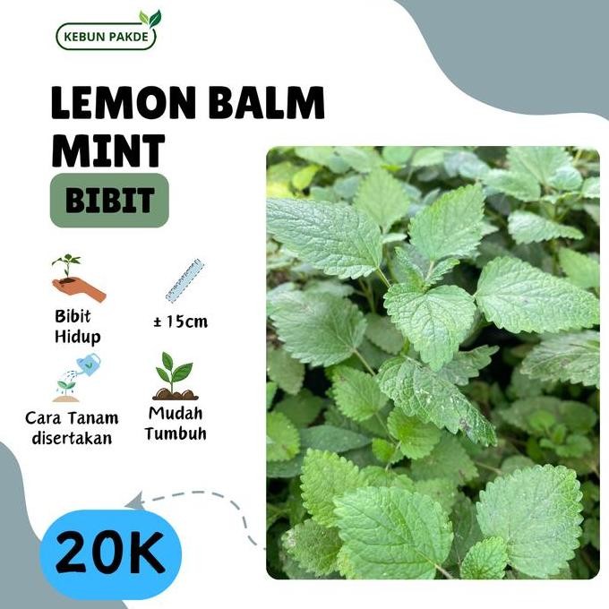 

Terlaris Bibit Tanaman Daun Mint | Lemon Balm Mint | Aroma Jeruk | Siap Tanam