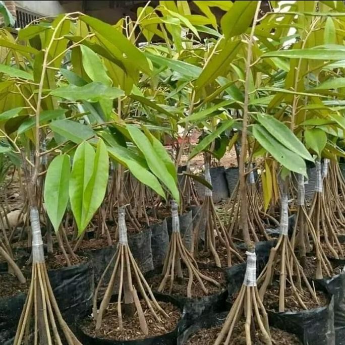 

Terlaris Bibit Durian Musang King Kaki 10