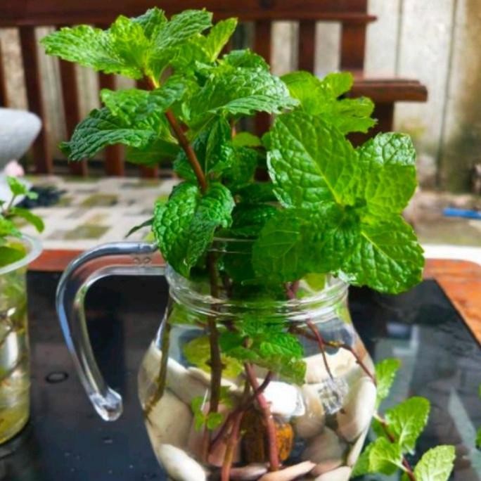 

Terlaris Bibit Tanaman Herbal Daun Oregano - Bibit Daun Mint