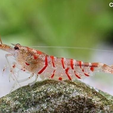 Terlaris Paket Udang Hias Aquarium Aquascape - Tiger Shrimp - Udang Hias Air Tawar - Pembersih Aquar