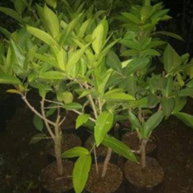 

Terlaris Bibit Tanaman Buah Jambu Air Cincalo Benih Pohon Tabubulampot Taman