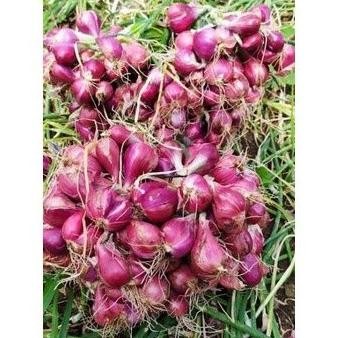 

Terlaris 30 Biji Benih Unggul Bawang Merah Bibit Tanaman Sayur