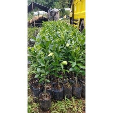 

Terlaris Bibit Jeruk Nipis Hasil Okulasi Ikrfee 6332Hm