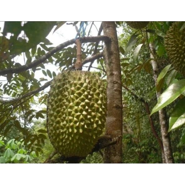 

Terlaris Bibit Durian Bawor