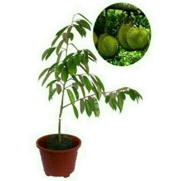 

Terlaris Bibit Tanaman Buah Durian Matahari