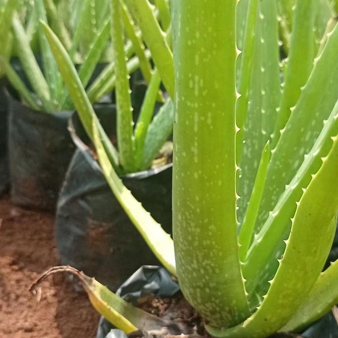 Terlaris Bibit Lidah Buaya Pontianak Jumbo