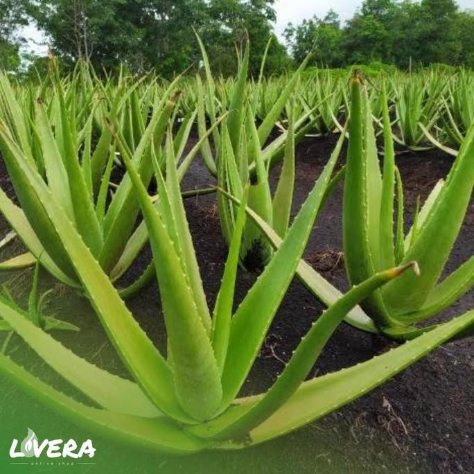 

Terlaris Bibit Lidah Buaya Pontianak / Kalimantan