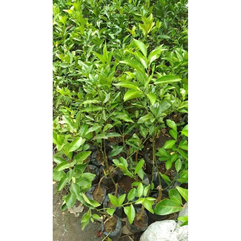 

Terlaris Bibit Tanaman Jeruk Nipis Barang Super