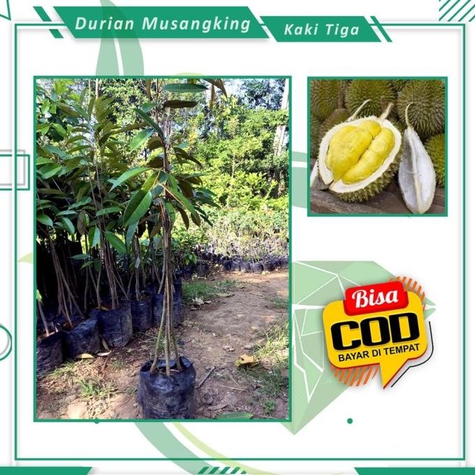 

Terlaris Bibit Durian Musangking Kaki Tiga Tanaman Buah Durian Siap Berbuah