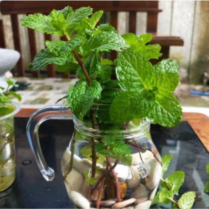 

Terlaris Bibit Tanaman Herbal Daun Oregano - Bibit Daun Mint Terlaris