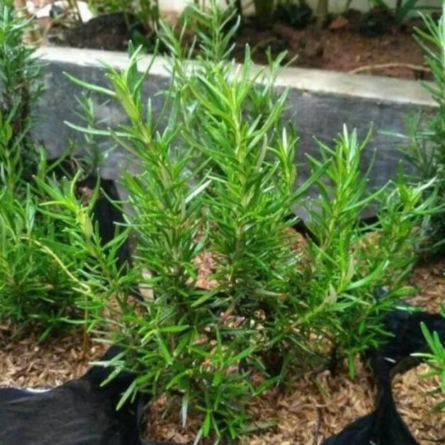 

Terlaris Obral Bibit Pohon Rosemary Tanaman Herbal Bumbu Masakan