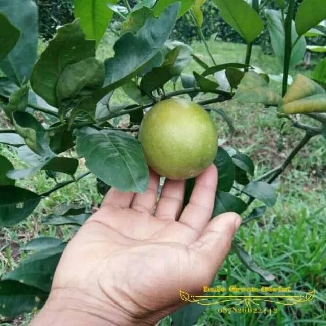 

Terlaris Bibit Jeruk Nipis Peras Ukuran 1 Meter