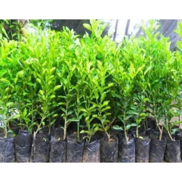 

Terlaris Bibit Jeruk Nipis Super Wpfrpv 6809Md